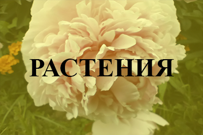 Растения